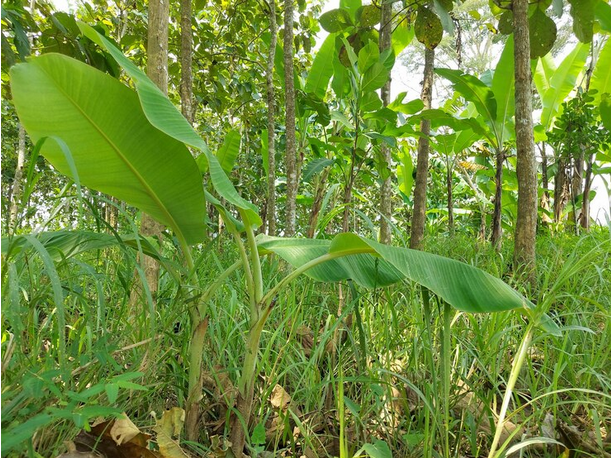 Plantain Farming in Nigeria: Tips on How to Get Started